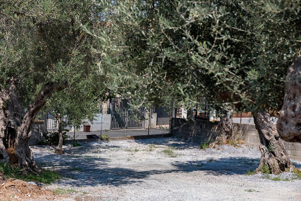 B&B Il Feudo Cirella Eksteriør billede